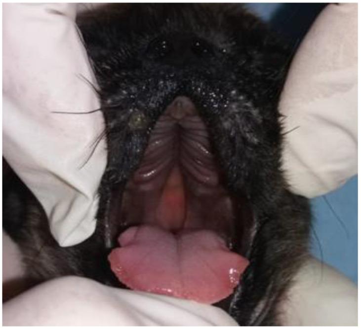 https://cdn.ncbi.nlm.nih.gov/pmc/blobs/7ea8/12116112/5d6b69df9e6d/vetsci-12-00474-g003.jpg