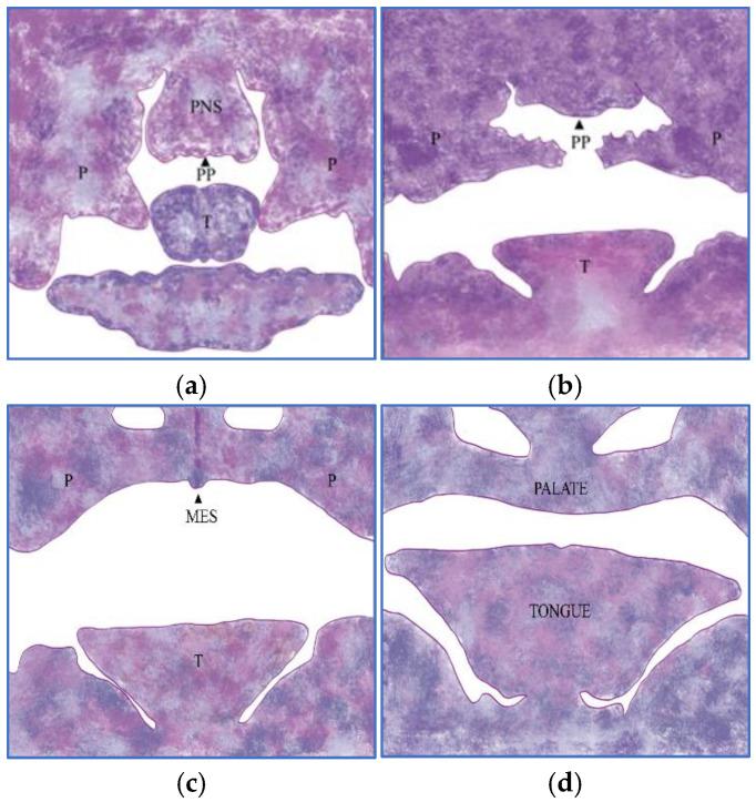 https://cdn.ncbi.nlm.nih.gov/pmc/blobs/7ea8/12116112/caa543037da0/vetsci-12-00474-g001.jpg