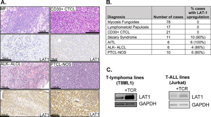 https://cdn.ncbi.nlm.nih.gov/pmc/blobs/7eae/10772281/6e4b2781b4ff/gr1.jpg