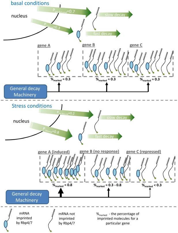 https://cdn.ncbi.nlm.nih.gov/pmc/blobs/7eb6/3169527/2abc44607371/pgen.1002273.g005.jpg