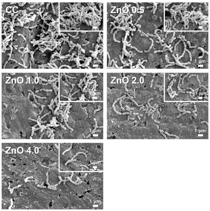 https://cdn.ncbi.nlm.nih.gov/pmc/blobs/7eb6/9919382/d82d6c6a5cf8/polymers-15-00529-g003.jpg
