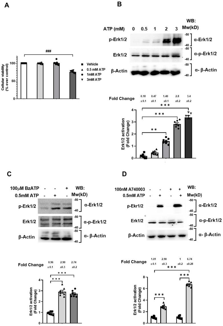 https://cdn.ncbi.nlm.nih.gov/pmc/blobs/7eb8/8657974/31b74eb9c903/ijms-22-12936-g001.jpg