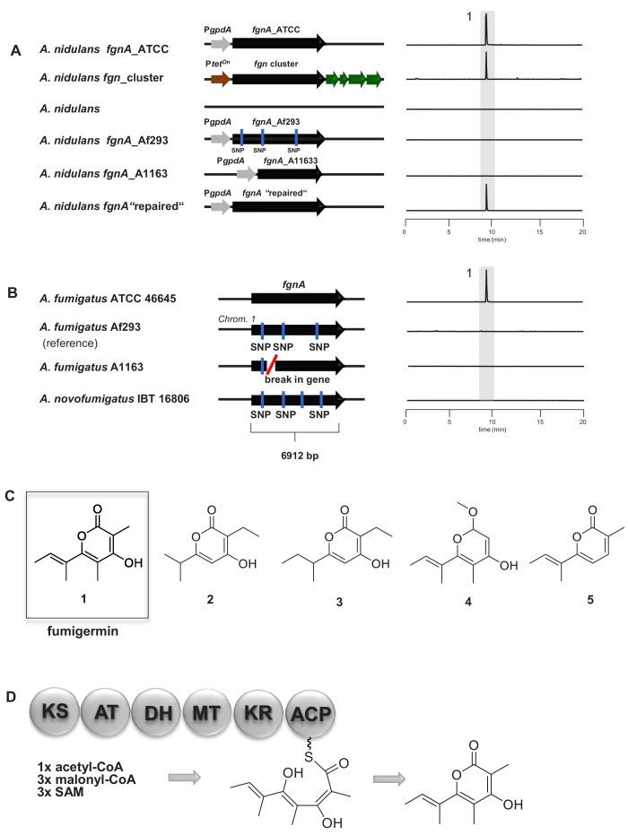 https://cdn.ncbi.nlm.nih.gov/pmc/blobs/7eba/7034978/daf4905ec6dc/elife-52541-fig2.jpg