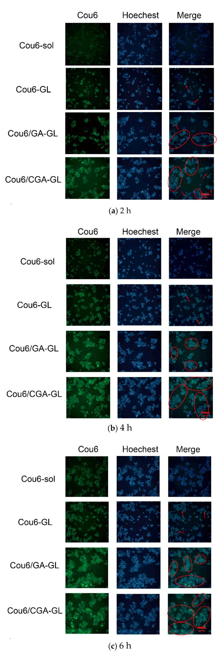 https://cdn.ncbi.nlm.nih.gov/pmc/blobs/7ebc/12030034/77f72924823e/pharmaceuticals-18-00448-g013.jpg