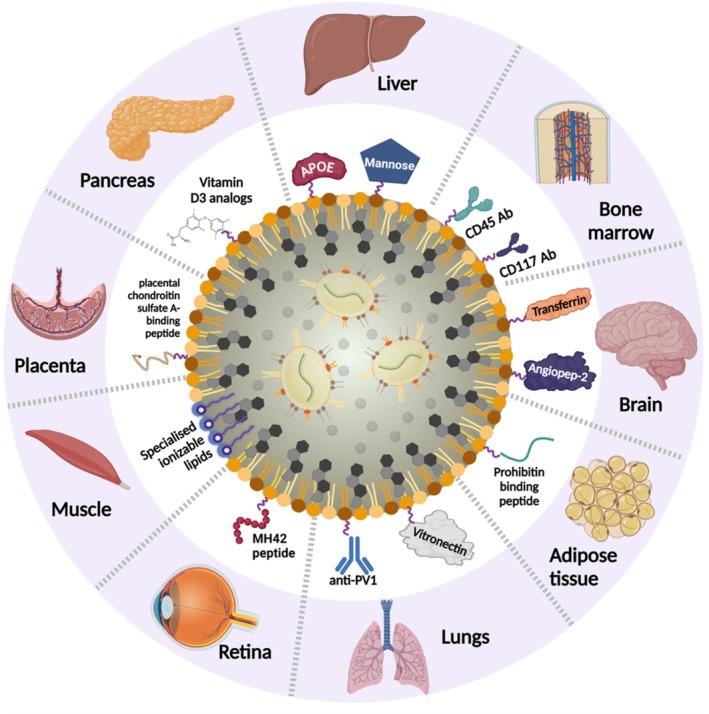 https://cdn.ncbi.nlm.nih.gov/pmc/blobs/7ebd/12361847/7014460735d8/JIMD-48-0-g002.jpg