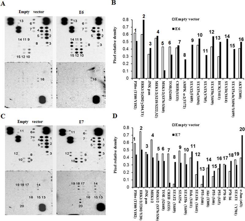 https://cdn.ncbi.nlm.nih.gov/pmc/blobs/7ebd/7841029/d3bf81444cda/OR-25-843-g005.jpg