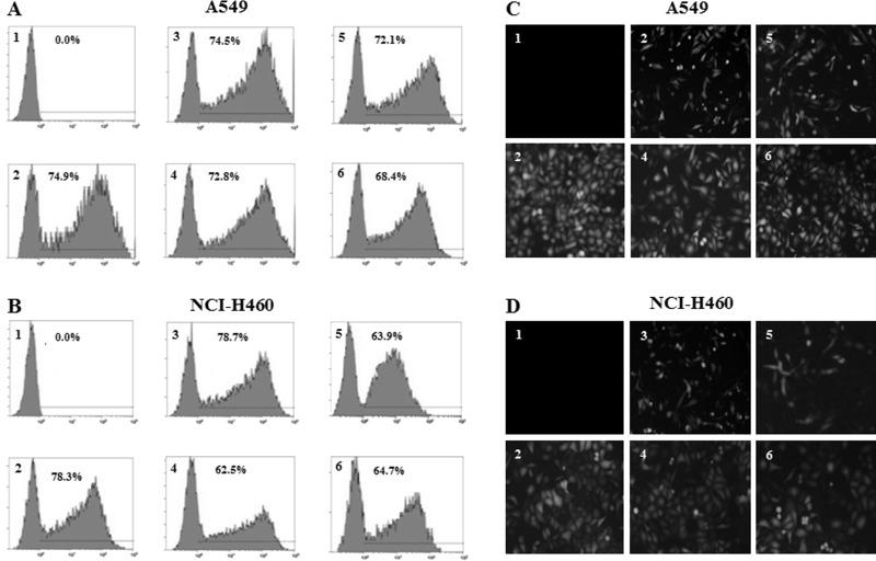 https://cdn.ncbi.nlm.nih.gov/pmc/blobs/7ebd/7841029/f126be9237b7/OR-25-843-g001.jpg