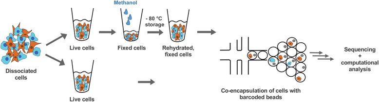 https://cdn.ncbi.nlm.nih.gov/pmc/blobs/7ebf/5438562/207e7e0a2084/12915_2017_383_Fig1_HTML.jpg