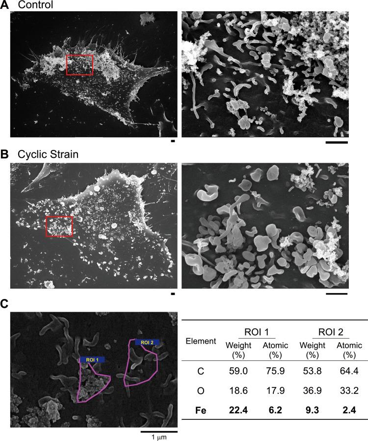 https://cdn.ncbi.nlm.nih.gov/pmc/blobs/7ec0/8909538/a13ee8ed48fc/IJN-17-969-g0004.jpg