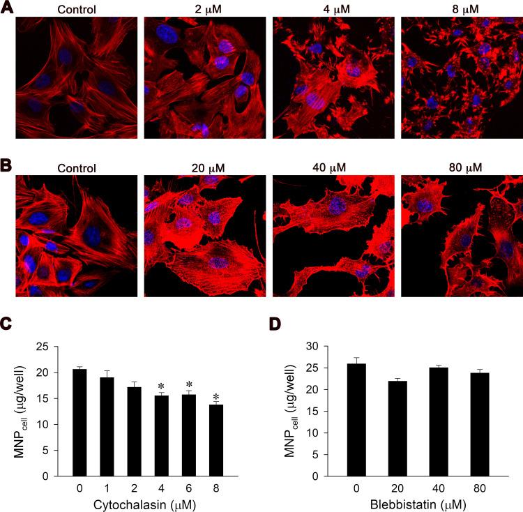 https://cdn.ncbi.nlm.nih.gov/pmc/blobs/7ec0/8909538/caef814e498d/IJN-17-969-g0006.jpg