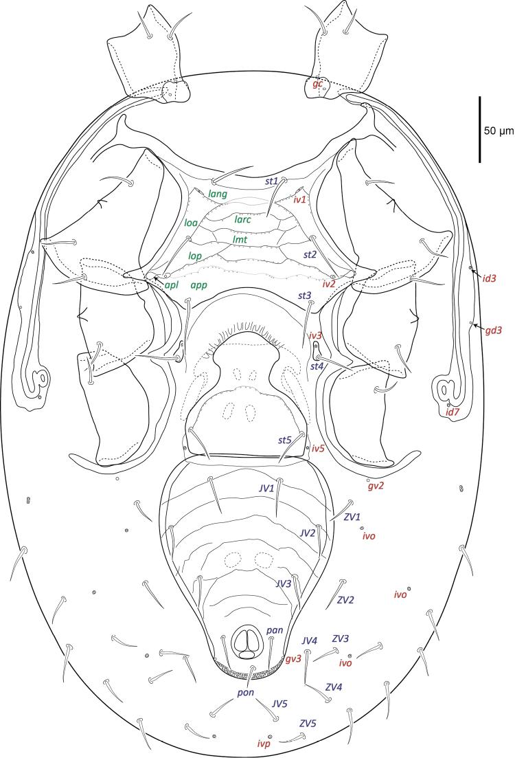 https://cdn.ncbi.nlm.nih.gov/pmc/blobs/7eca/5740451/239da385bd8c/zookeys-721-001-g002.jpg