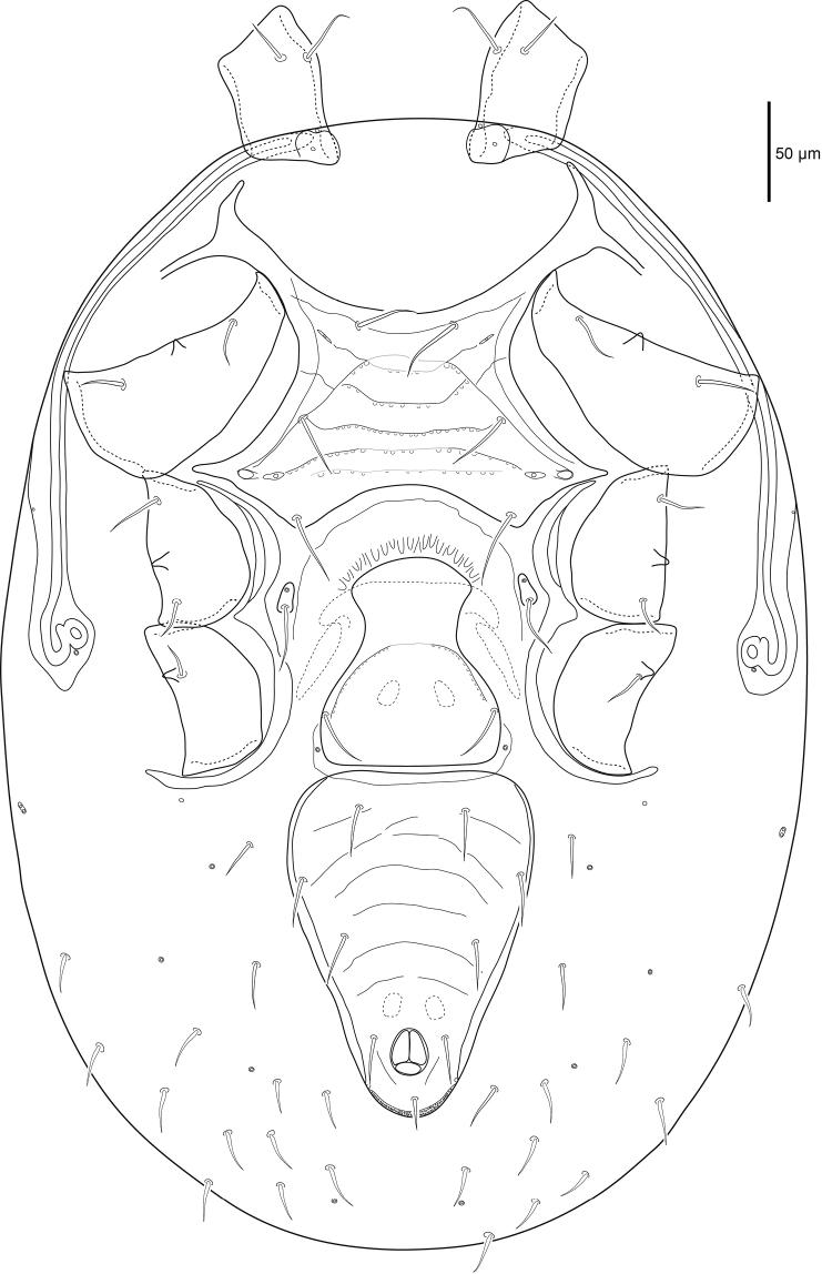 https://cdn.ncbi.nlm.nih.gov/pmc/blobs/7eca/5740451/40791150a609/zookeys-721-001-g006.jpg