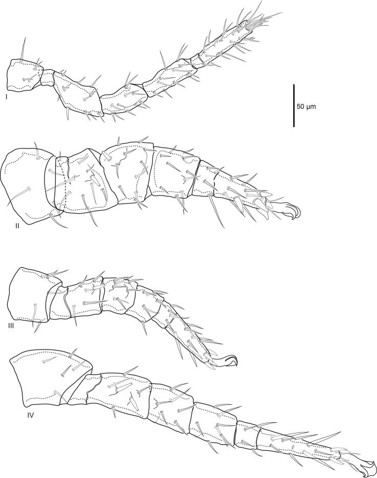 https://cdn.ncbi.nlm.nih.gov/pmc/blobs/7eca/5740451/e1591a0978ee/zookeys-721-001-g008.jpg