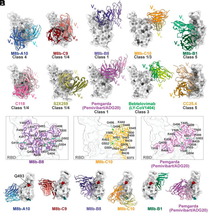 https://cdn.ncbi.nlm.nih.gov/pmc/blobs/7ecf/12130868/3713c1e6b5ce/pnas.2501637122fig05.jpg