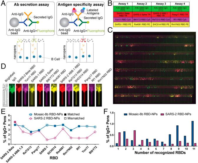 https://cdn.ncbi.nlm.nih.gov/pmc/blobs/7ecf/12130868/57c67597dd26/pnas.2501637122fig01.jpg