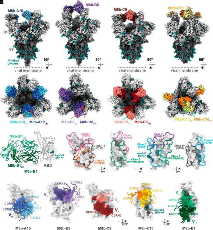 https://cdn.ncbi.nlm.nih.gov/pmc/blobs/7ecf/12130868/b50f622a9159/pnas.2501637122fig04.jpg