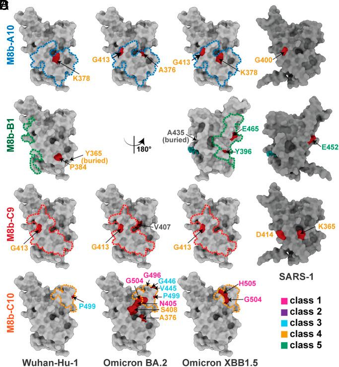 https://cdn.ncbi.nlm.nih.gov/pmc/blobs/7ecf/12130868/e826ebc6dc72/pnas.2501637122fig07.jpg