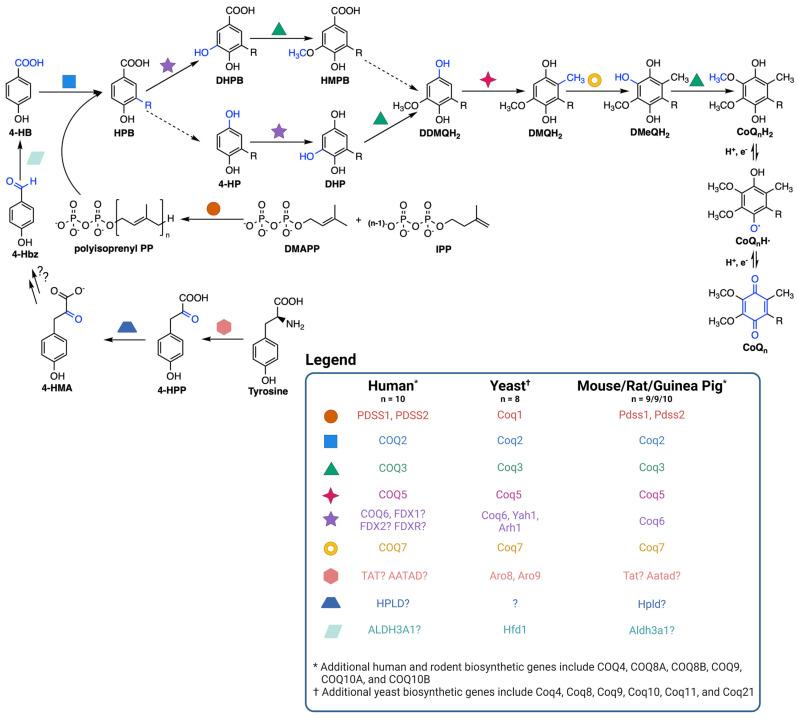 https://cdn.ncbi.nlm.nih.gov/pmc/blobs/7ed2/10376127/1f2ac13ffca9/antioxidants-12-01391-g002.jpg