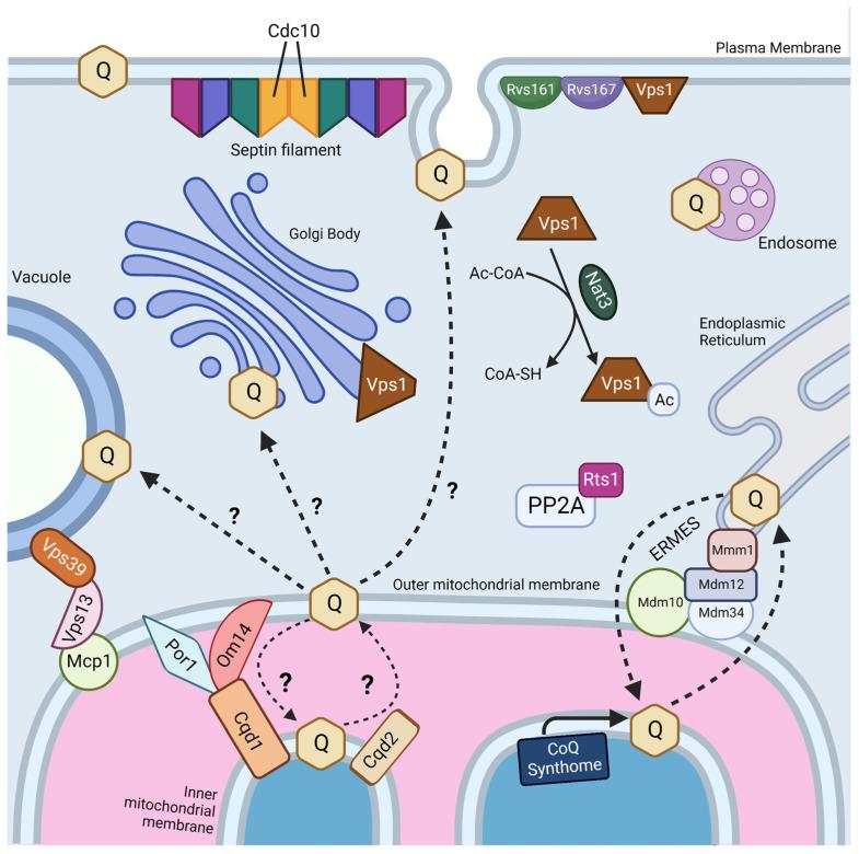 https://cdn.ncbi.nlm.nih.gov/pmc/blobs/7ed2/10376127/e46b952c1971/antioxidants-12-01391-g004.jpg