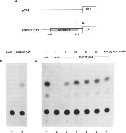 https://cdn.ncbi.nlm.nih.gov/pmc/blobs/7ed4/310298/39796aef57ec/nar00039-0361-b.jpg