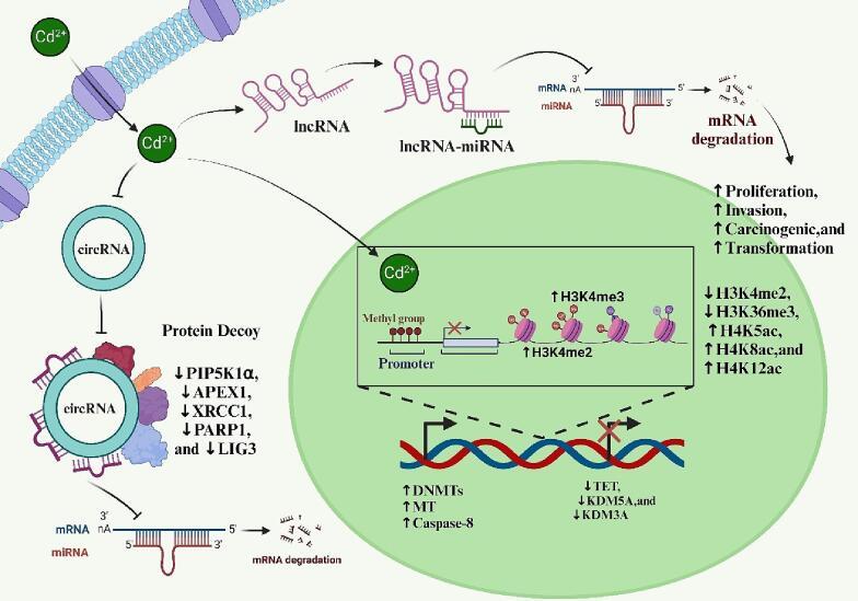 https://cdn.ncbi.nlm.nih.gov/pmc/blobs/7ed8/11068539/74584f8ef6c8/gr2.jpg