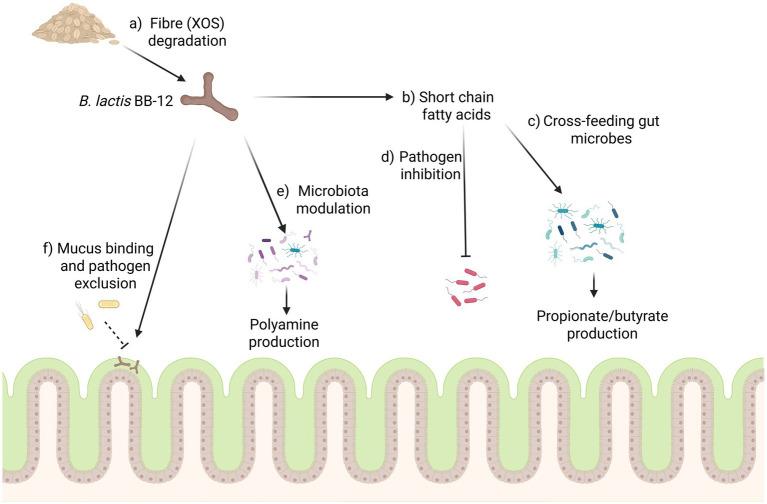 https://cdn.ncbi.nlm.nih.gov/pmc/blobs/7edc/12265310/7ee6e935eca4/fmicb-16-1605044-g003.jpg