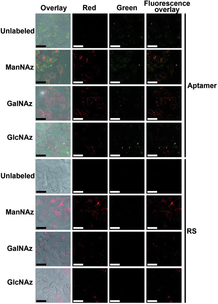 https://cdn.ncbi.nlm.nih.gov/pmc/blobs/7edd/5519952/b20ad5ef03c3/c5sc03560k-f4.jpg