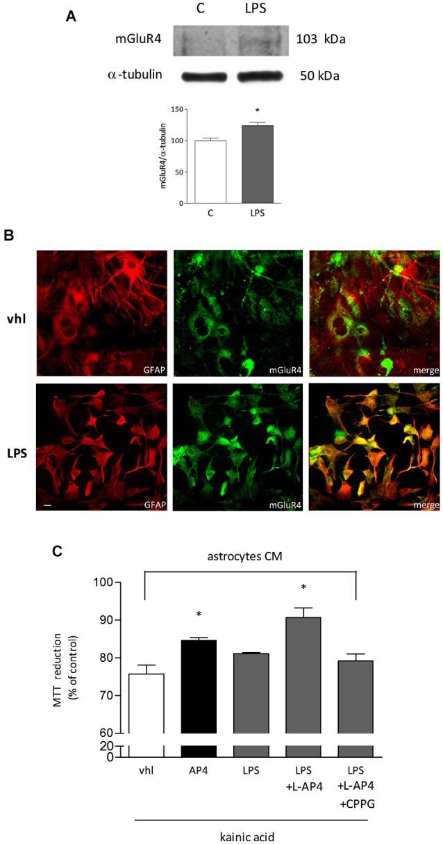 https://cdn.ncbi.nlm.nih.gov/pmc/blobs/7ede/4294134/38c62361eb90/fncel-08-00462-g0003.jpg