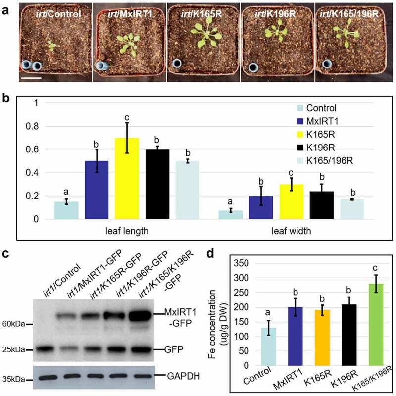https://cdn.ncbi.nlm.nih.gov/pmc/blobs/7ee7/9255258/b25ddbd3ca07/KPSB_A_2095141_F0006_OC.jpg