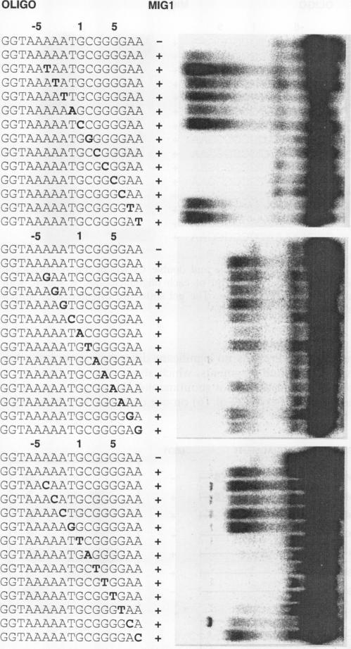 https://cdn.ncbi.nlm.nih.gov/pmc/blobs/7ee8/358557/9931ae371d9e/molcellb00003-0463-b.jpg