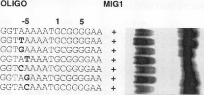 https://cdn.ncbi.nlm.nih.gov/pmc/blobs/7ee8/358557/b0d9e723fae7/molcellb00003-0463-a.jpg