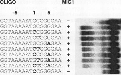 https://cdn.ncbi.nlm.nih.gov/pmc/blobs/7ee8/358557/d85341f08fc9/molcellb00003-0463-c.jpg
