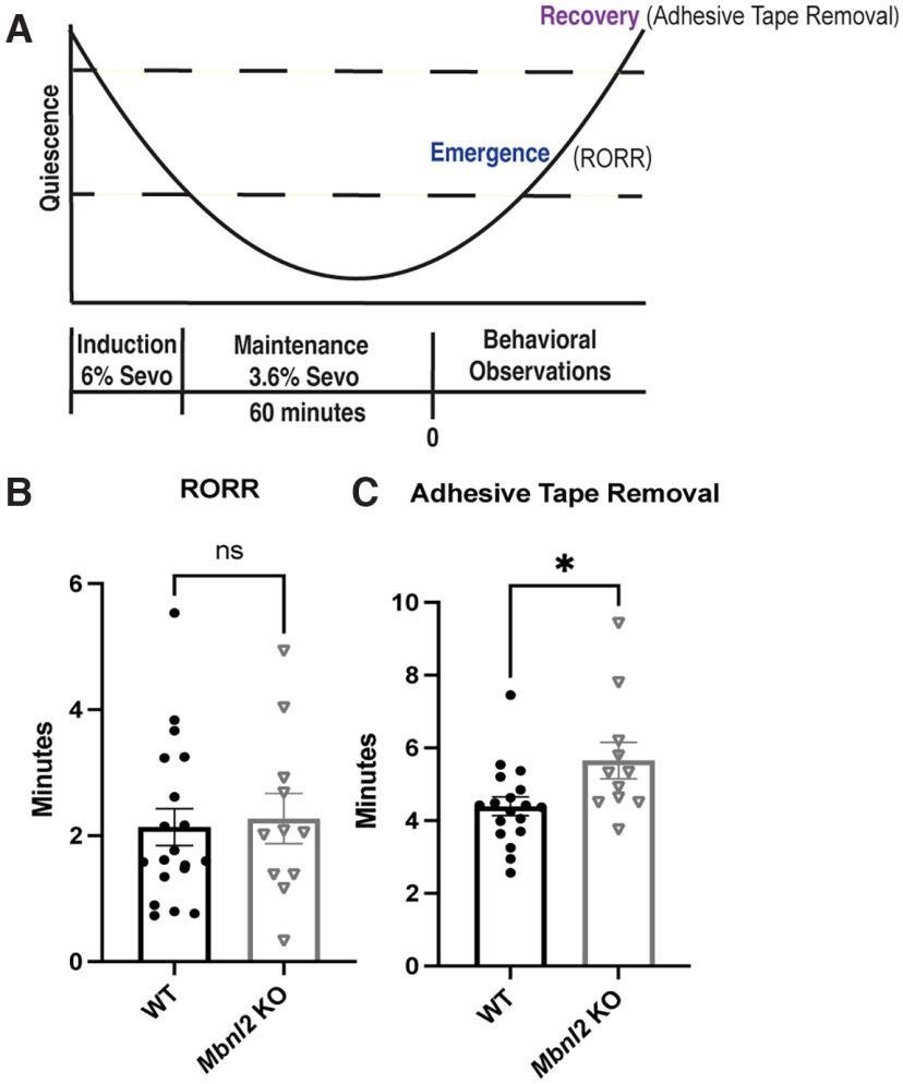 https://cdn.ncbi.nlm.nih.gov/pmc/blobs/7ee9/9557336/95389e2a7a91/ENEURO.0218-22.2022_f002.jpg