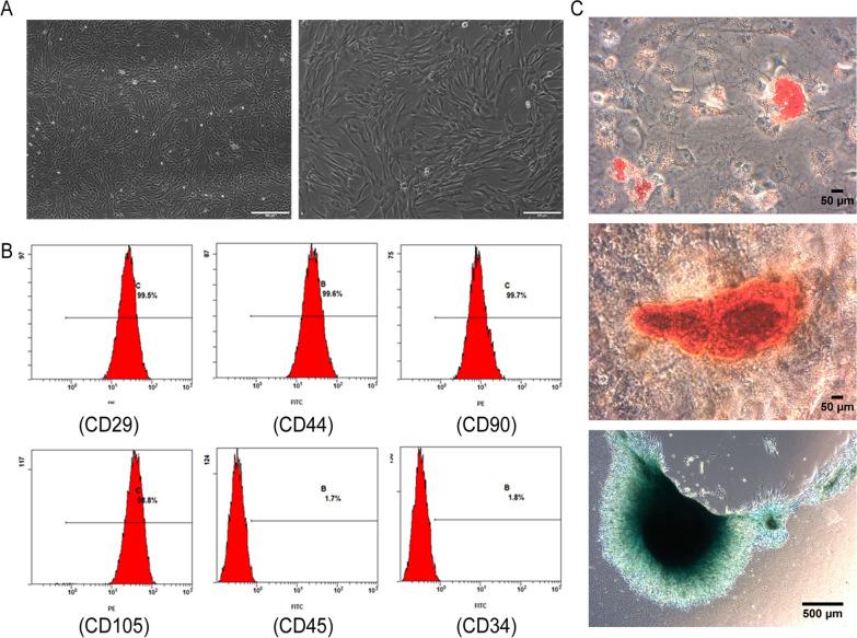 https://cdn.ncbi.nlm.nih.gov/pmc/blobs/7eeb/10029233/48fc6e698ad6/13287_2023_3273_Fig1_HTML.jpg