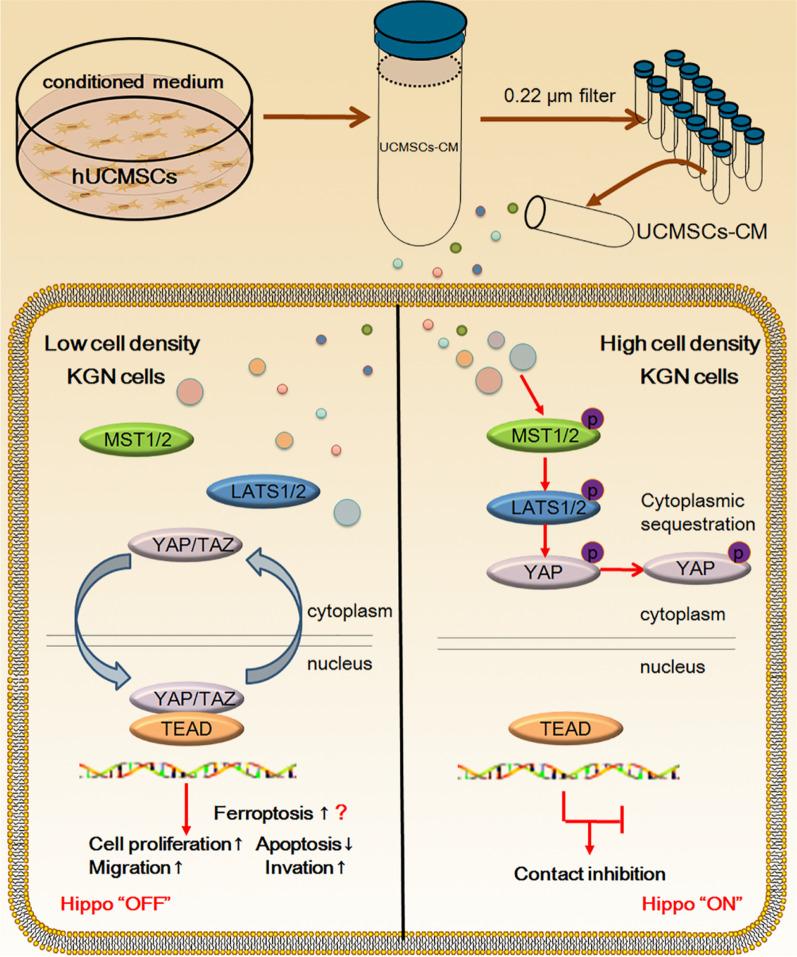 https://cdn.ncbi.nlm.nih.gov/pmc/blobs/7eeb/10029233/95e92b5a11c5/13287_2023_3273_Fig8_HTML.jpg