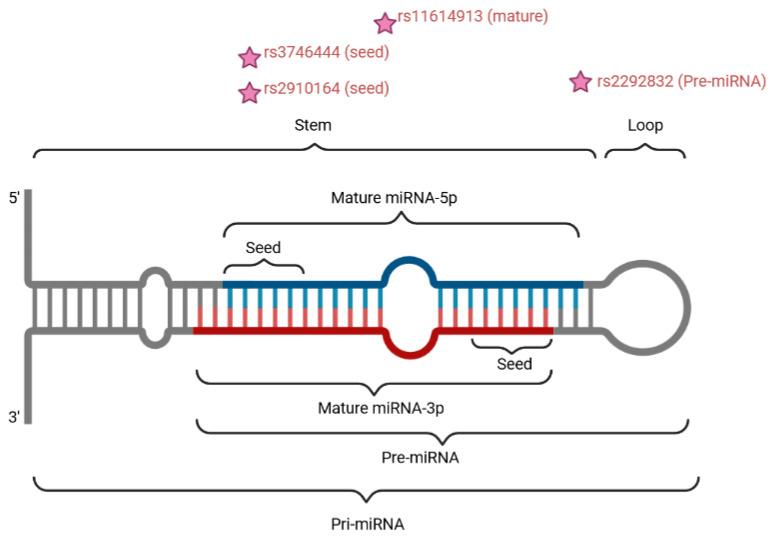 https://cdn.ncbi.nlm.nih.gov/pmc/blobs/7eef/11431317/7368555ff182/genes-15-01226-g002.jpg