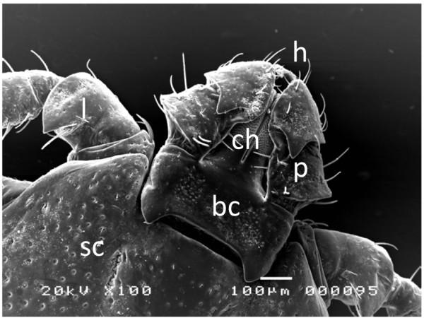 https://cdn.ncbi.nlm.nih.gov/pmc/blobs/7ef1/3514109/b70c56ec4b50/1756-3305-5-263-1.jpg