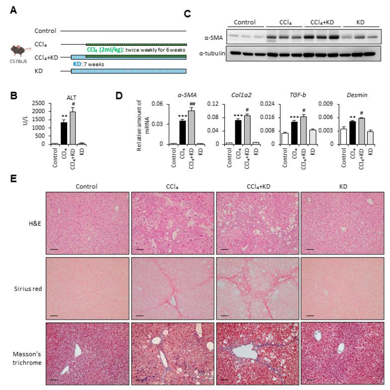 https://cdn.ncbi.nlm.nih.gov/pmc/blobs/7ef1/7998170/a0745bf78a4b/ijms-22-02934-g001.jpg