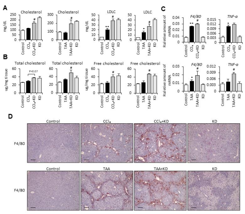 https://cdn.ncbi.nlm.nih.gov/pmc/blobs/7ef1/7998170/e8c108ac924b/ijms-22-02934-g006a.jpg