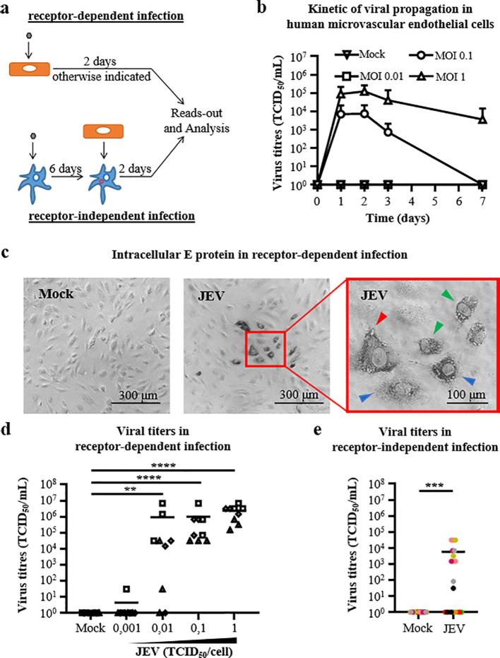 https://cdn.ncbi.nlm.nih.gov/pmc/blobs/7ef3/12081440/167742b1284b/fcimb-15-1580958-g001.jpg