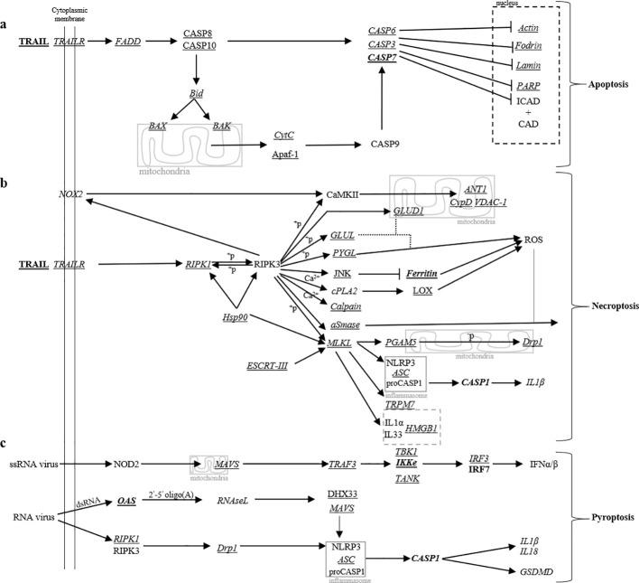 https://cdn.ncbi.nlm.nih.gov/pmc/blobs/7ef3/12081440/9e596a018489/fcimb-15-1580958-g006.jpg