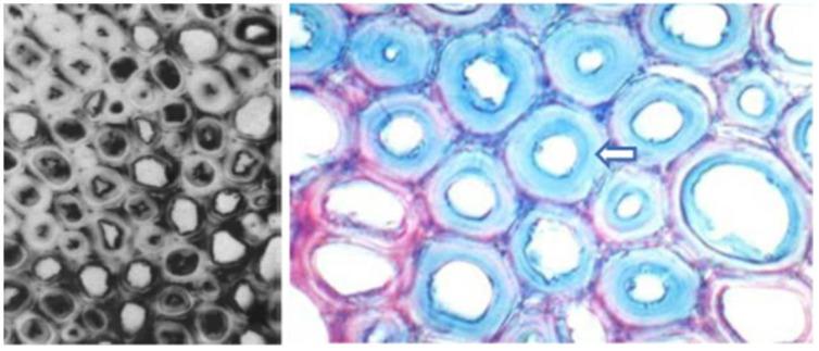 https://cdn.ncbi.nlm.nih.gov/pmc/blobs/7ef5/10146549/0484594daccb/plants-12-01705-g012.jpg