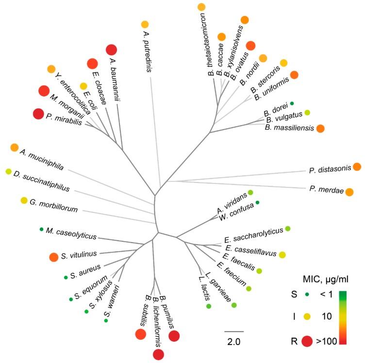 https://cdn.ncbi.nlm.nih.gov/pmc/blobs/7ef5/7235827/9a6d5657ecd0/antibiotics-09-00157-g004.jpg