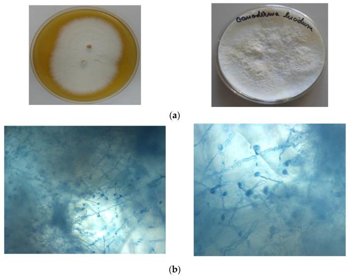 https://cdn.ncbi.nlm.nih.gov/pmc/blobs/7ef5/8198279/6295385f80f8/materials-14-02906-g001.jpg