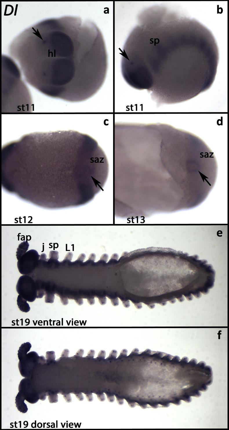 https://cdn.ncbi.nlm.nih.gov/pmc/blobs/7efd/4819559/332740d6a0d8/427_2016_529_Fig2_HTML.jpg