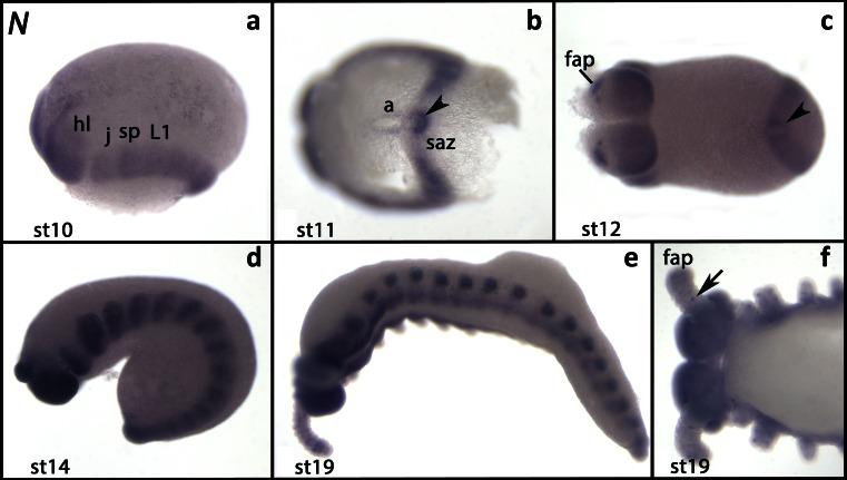 https://cdn.ncbi.nlm.nih.gov/pmc/blobs/7efd/4819559/bd0210e5c5d0/427_2016_529_Fig1_HTML.jpg