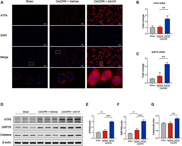 https://cdn.ncbi.nlm.nih.gov/pmc/blobs/7f00/9727236/ceb303e2fce7/fphar-13-1028002-g005.jpg