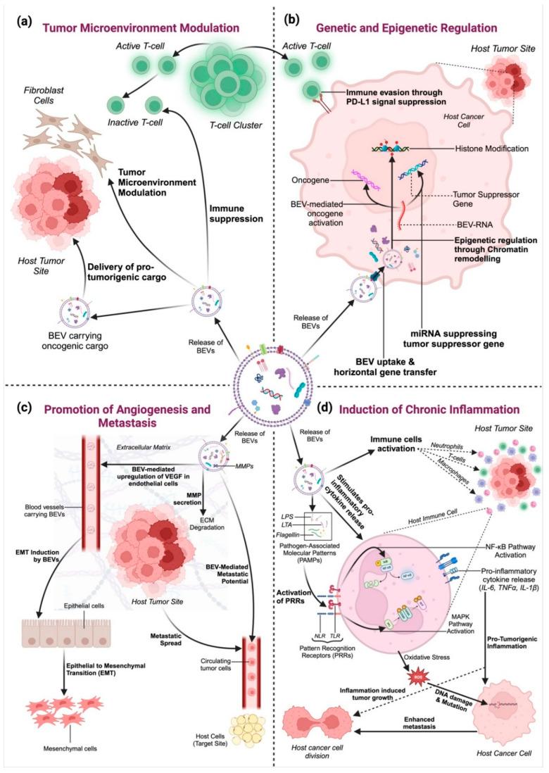 https://cdn.ncbi.nlm.nih.gov/pmc/blobs/7f04/12153730/eae266b70725/cancers-17-01774-g003.jpg