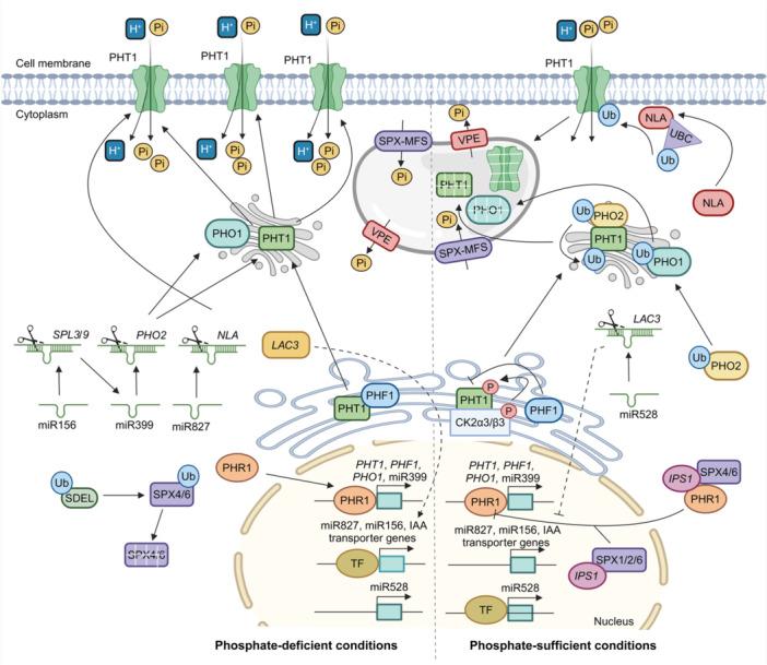https://cdn.ncbi.nlm.nih.gov/pmc/blobs/7f06/11951408/8d5339b925a1/JIPB-67-845-g002.jpg