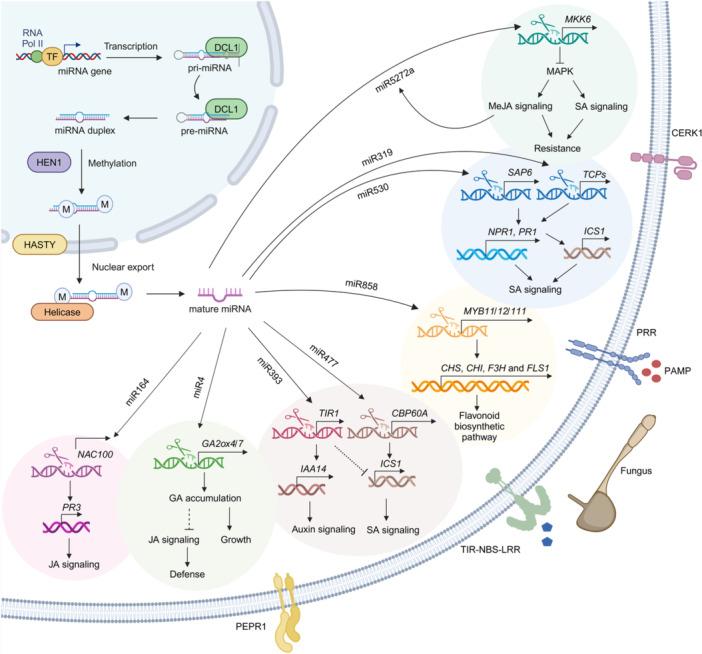 https://cdn.ncbi.nlm.nih.gov/pmc/blobs/7f06/11951408/ad5734e3a9ce/JIPB-67-845-g007.jpg